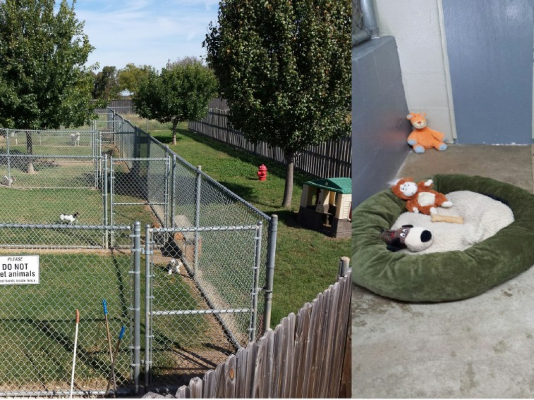 Luxury Boarding Almost Home Pet Resort