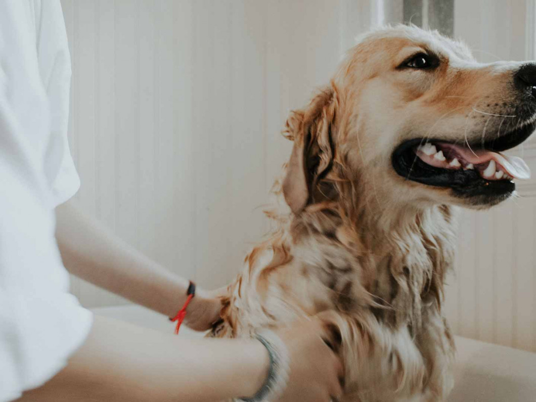 Luxury Boarding Almost Home Pet Resort