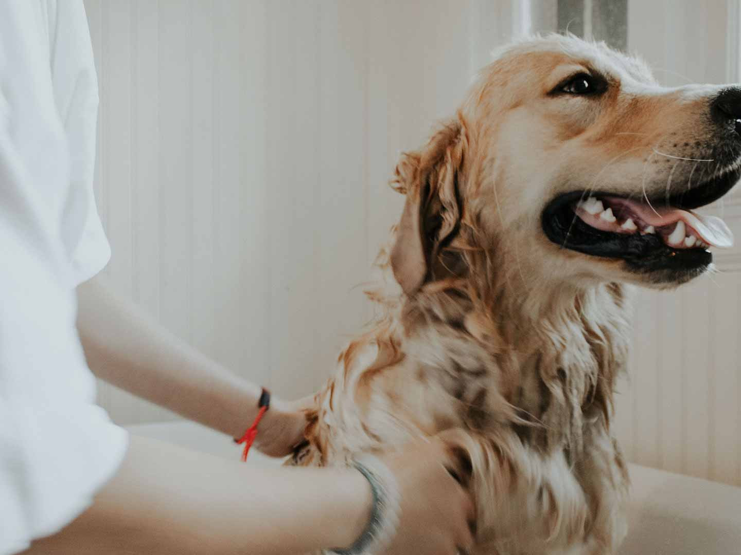 Dog & Cat Grooming | Temple, TX | Almost Home Pet Resort Dog & Cat Grooming | Temple, TX | Almost Home Pet Resort