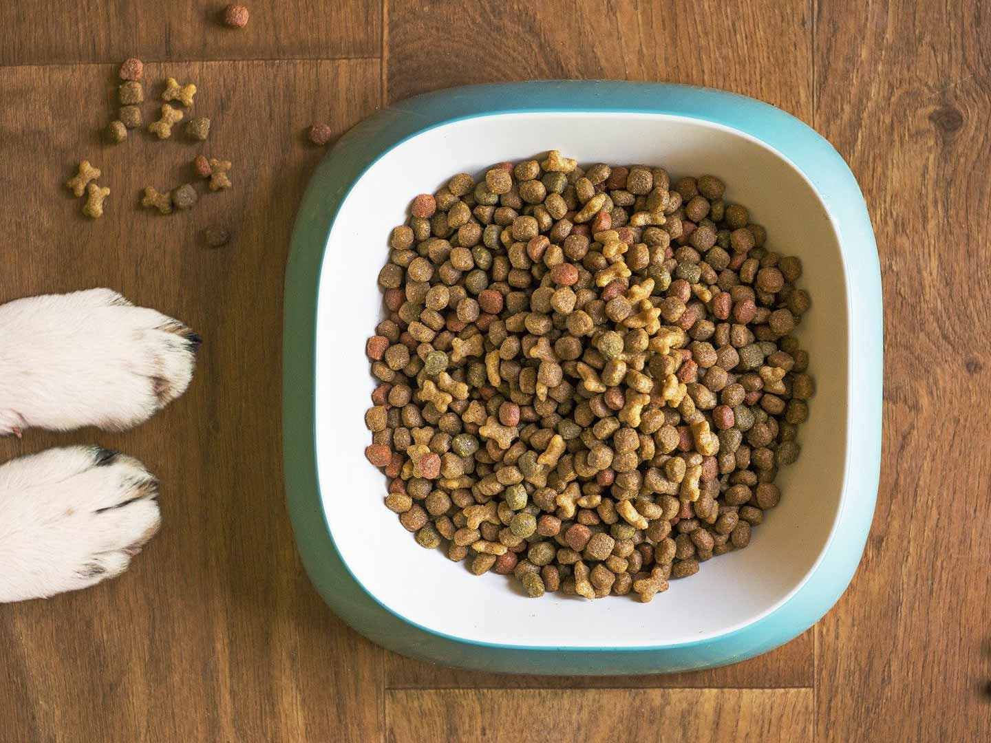 Pet Boarding Temple, TX Almost Home Pet Resort