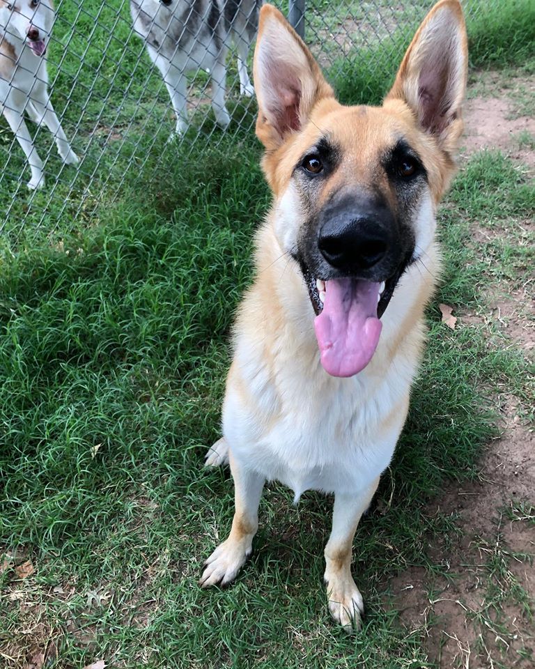 almost home dog boarding